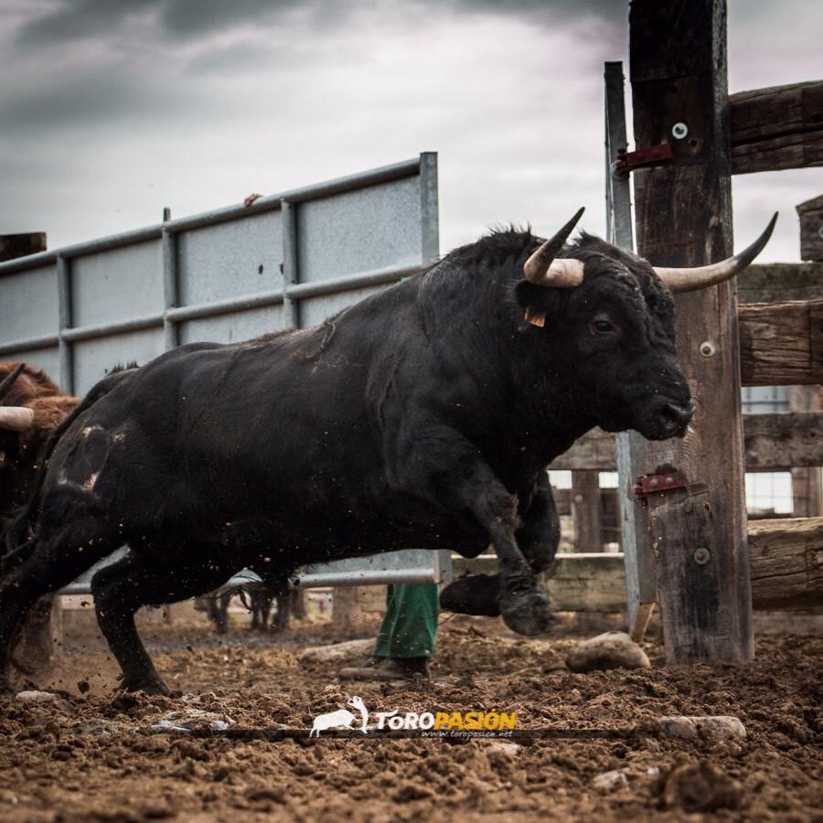 toropasion's tweet photo. Espectacular #toro de Finca #toropasión estirándose para saltar y salir a la carrera. #tauromaquia ¿Nos sigues? http://t.co/1Dg2pzsLZj