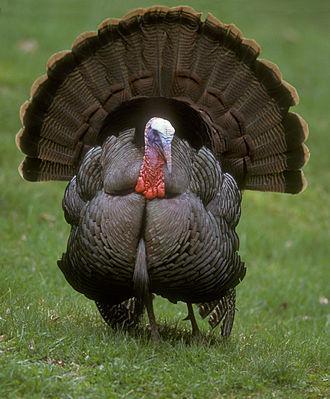 CuteMunkCody's tweet photo. I Can't wait for thanksgiving day    cause Turkey's are fun to eat but more fun to chase @TheSweet_Munk http://t.co/RvqJ0O4Gd1