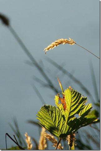 kalisart's tweet photo. @kalisart it's the little things in #life! #Nature http://t.co/UAWlQIug4U