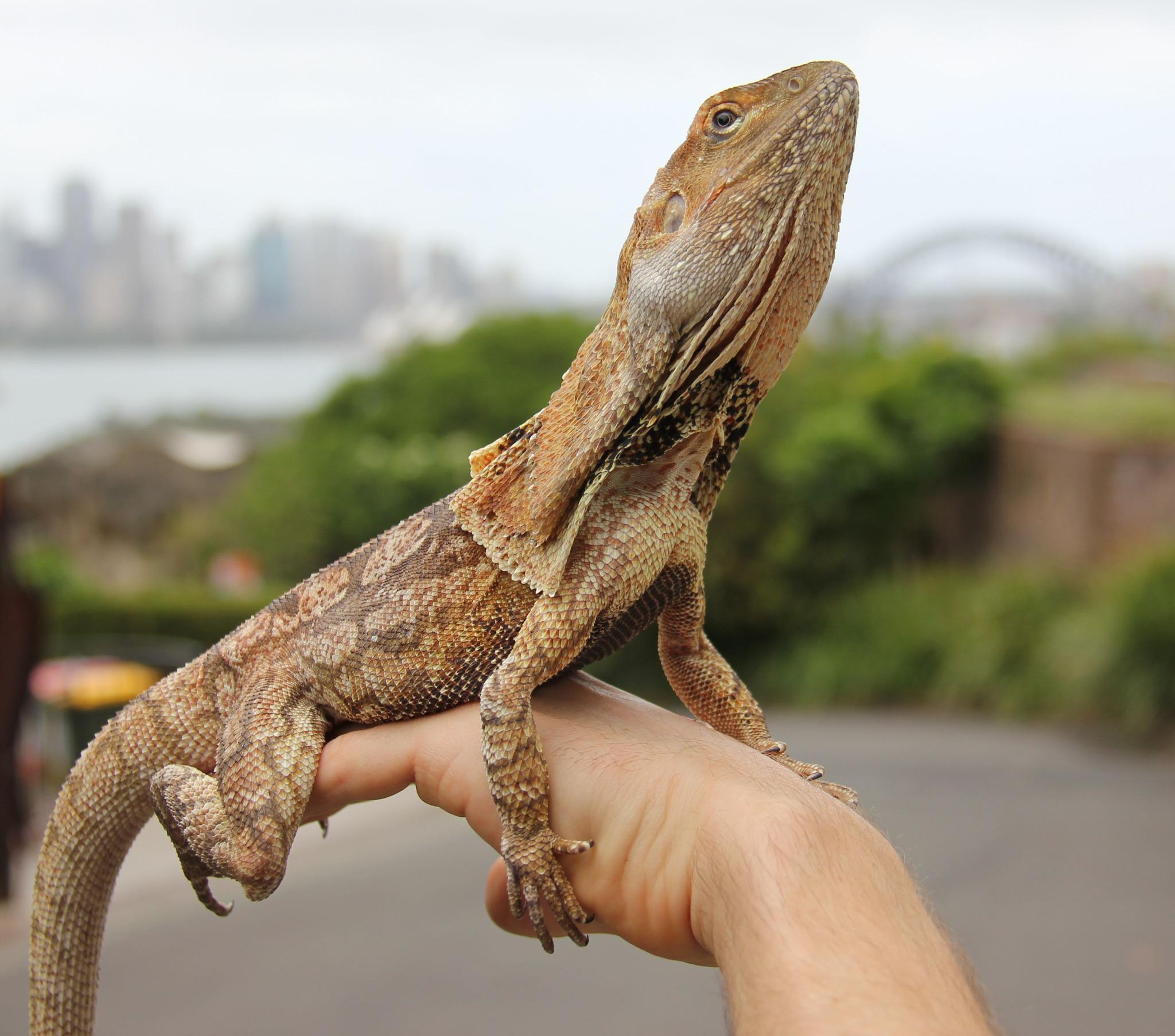 Frilled Dragon Lizard