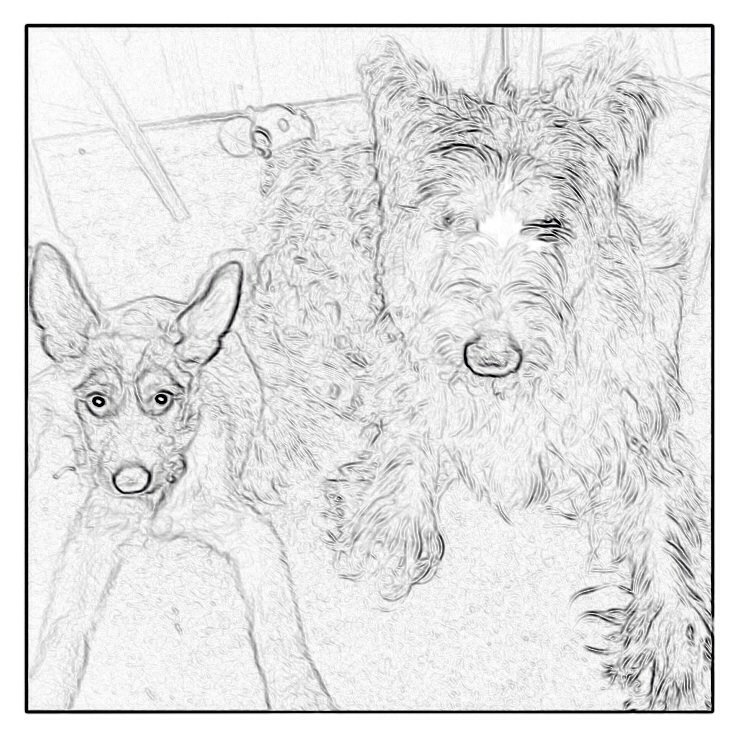 digginDuncan's tweet photo. More Picardy Shepherd cartoons! #cute #cutedogs #dogs #picardyshepherd #bergerpicard http://t.co/qEUNvhhiQ5