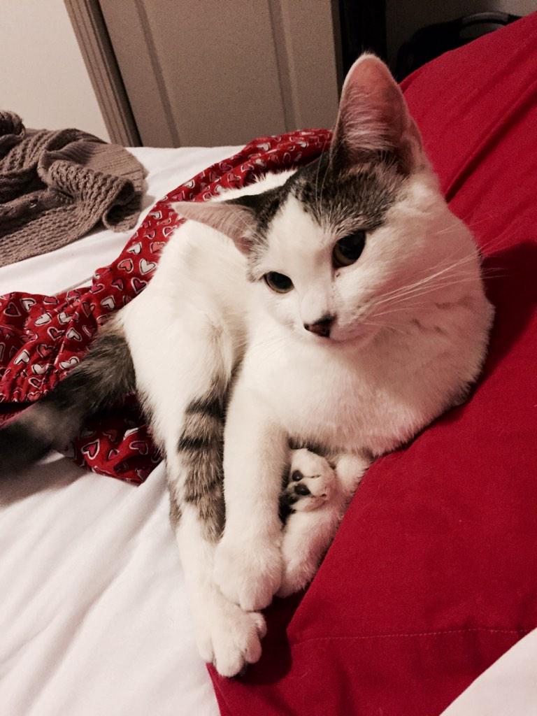 IvythekittyCat's tweet photo. I don't fuck with u http://t.co/2cNeKPnlHN