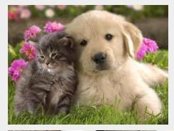 Assih_Sensitive tweet picture