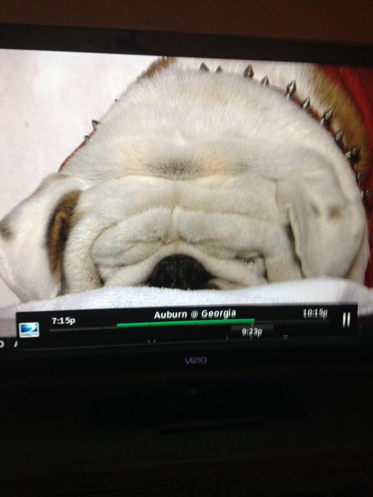 Jeffpowell67's tweet photo. Best college mascot UGA IV http://t.co/d95Ied0ChF