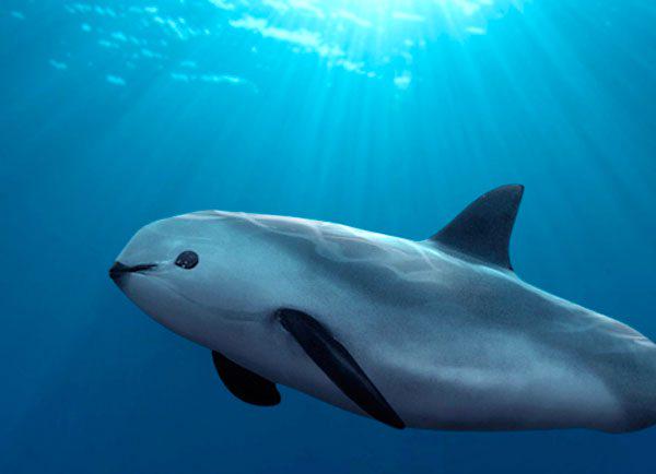PreDraX's tweet photo. Help #SaveVaquitas >> http://t.co/XPAEKO5vud << http://t.co/eTlMyTzepe via @GreenpeaceNZ
⊕http://t.co/ATYrZVQWDg