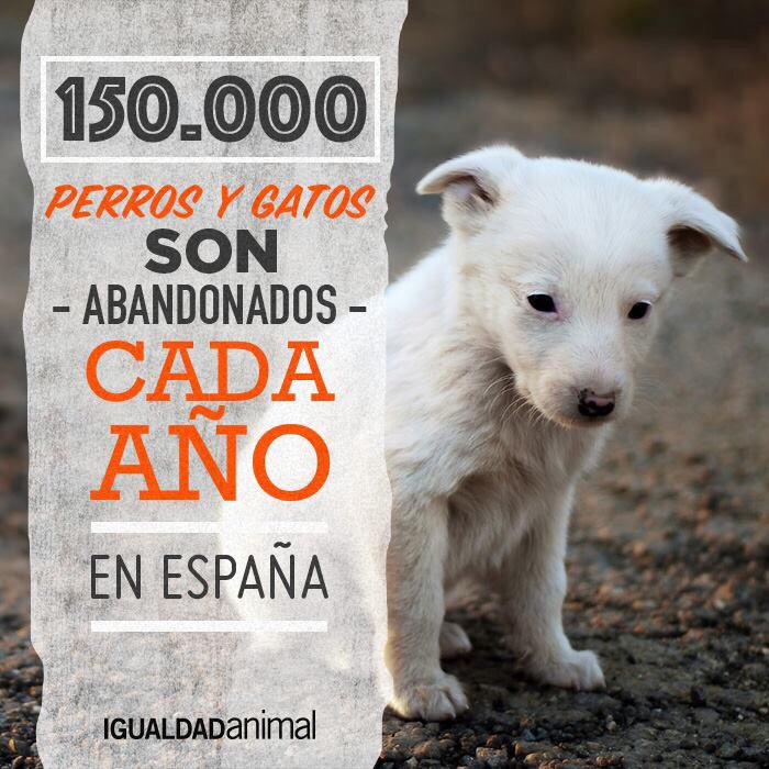 AmandaRomero_G's tweet photo. ¡No compres uno de raza, adopta uno sin casa! RT para crear conciencia sobre la realidad del abandono. http://t.co/xtN3AUbPRO