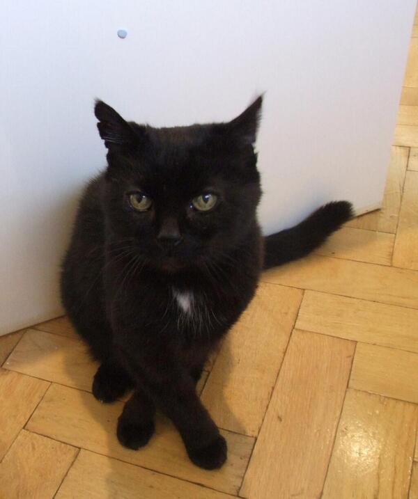 My cat is sad because he finally perfected his Gangnam Style moves then realised it's 2014 and nobody cares any more.