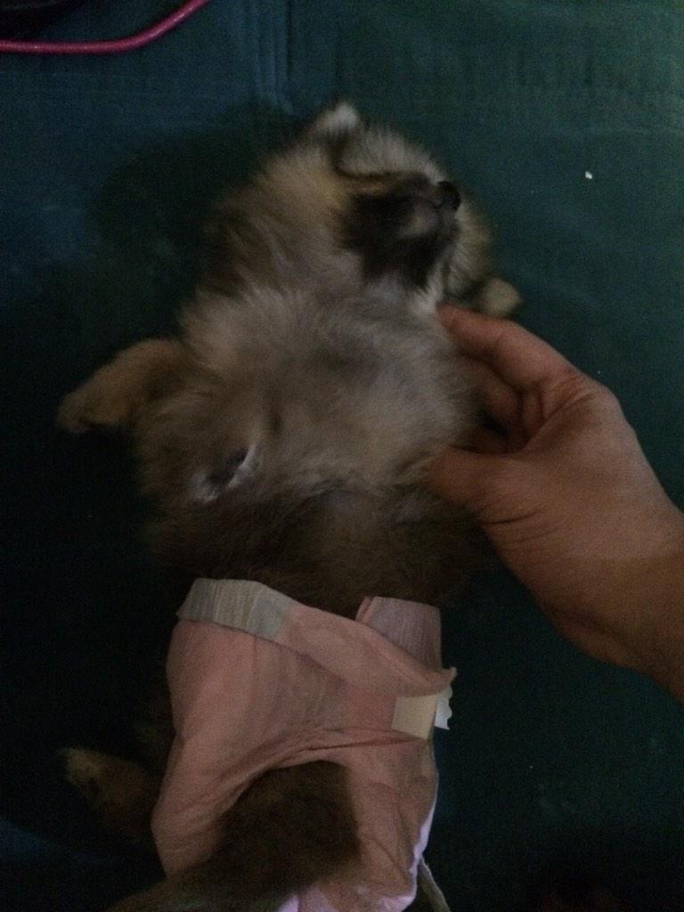 HelloCoco_'s tweet photo. Papa tickling Sasa.. Im jealous 😒 http://t.co/2M7M03W3R4
