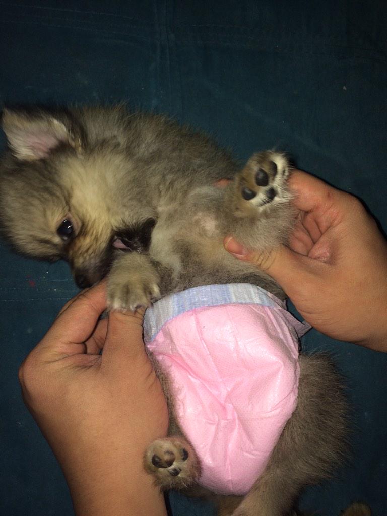 HelloCoco_'s tweet photo. Welcome to the family Sasa 💕 http://t.co/MB1sWBhD2G