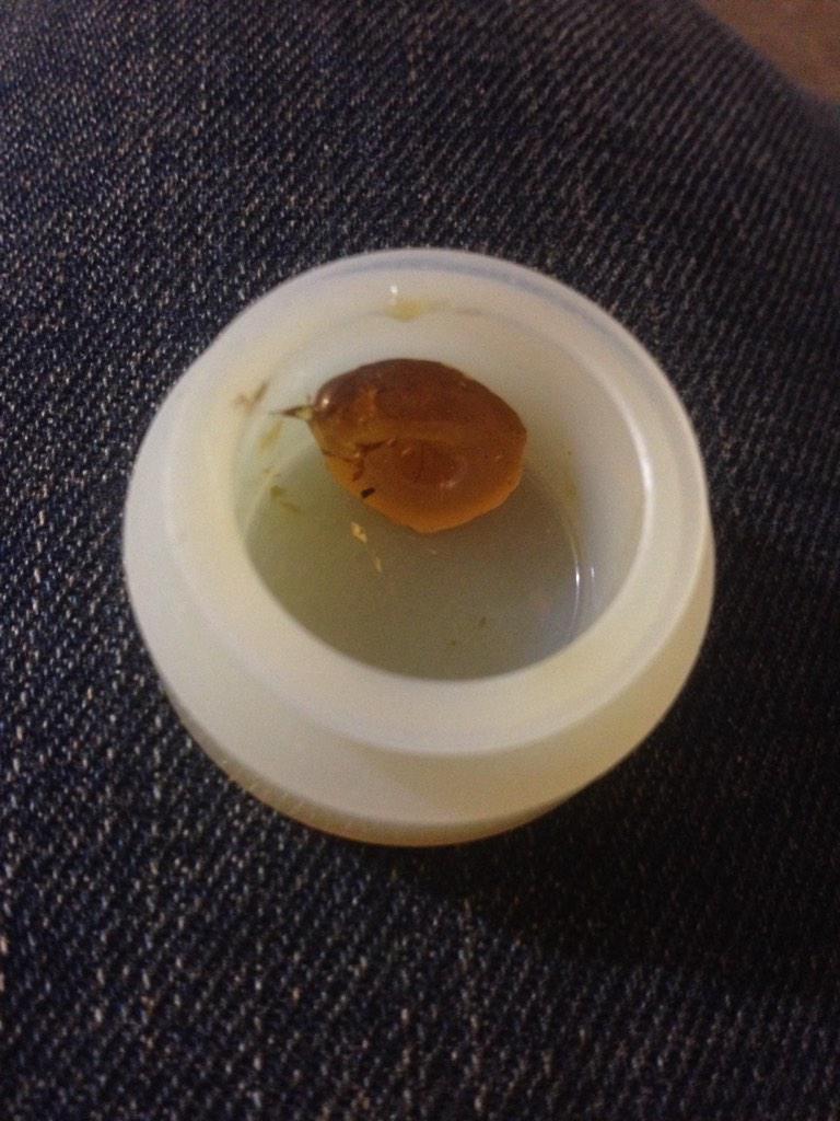 GanjaLiving's tweet photo. #dablife #dabbersdaily #dabordie #dabsRus http://t.co/7RZnYRRl2r