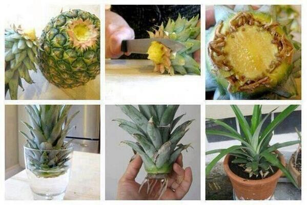 Here's how to grow a Pineapple..