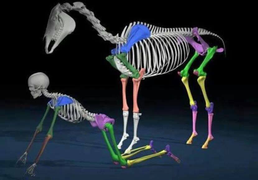 EquinityUK's tweet image. An interesting way to look at comparative anatomy between horse and rider.