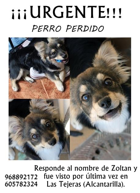 RufoTyrell's tweet photo. El perro de mi amiga ha desaparecido por alcantarilla. Por favor difundid esto!!! Se agradece toda la ayuda posible!! http://t.co/JqeVtlM9Ze