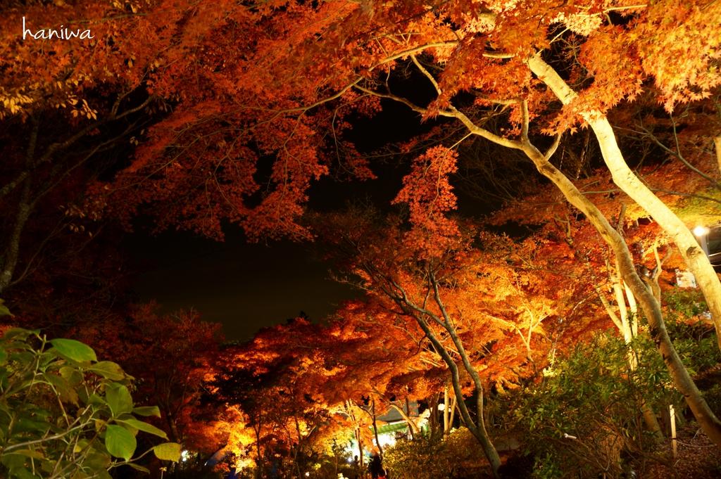 はにわ にょろ子 茨城県 つくば市 筑波山 筑波山神社 紅葉のライトアップを見て来ました 黄葉を 散らす時雨に 濡れて来て 君が黄葉を 挿頭しつるかも 久米女王 11 24 Http T Co Btup2lyshs Twitter
