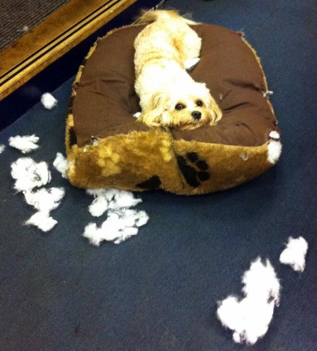 SteveSargentCar's tweet photo. At work getting comfortable on my new bed.. Do you think I'm going to be in trouble with the staff? http://t.co/GGS6Pm6jJa