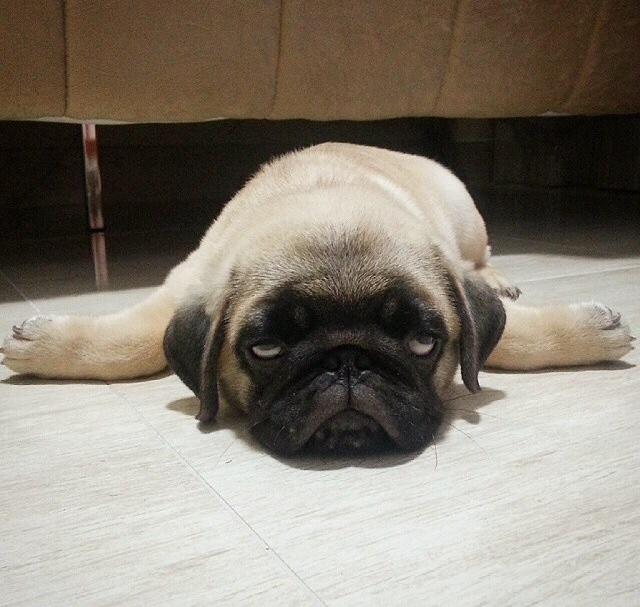 LucyBrowneOSull's tweet photo. This will most definitely be like me at the end if this week/ semester @Amberrking @polrobrob @JessicaWandless http://t.co/zqOFDzGIh4