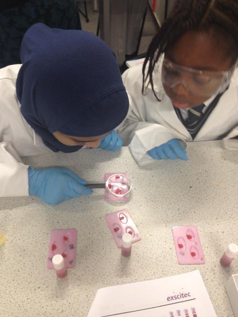 ChobhamScienceP's tweet photo. Blood testing http://t.co/a6isi2jA9D