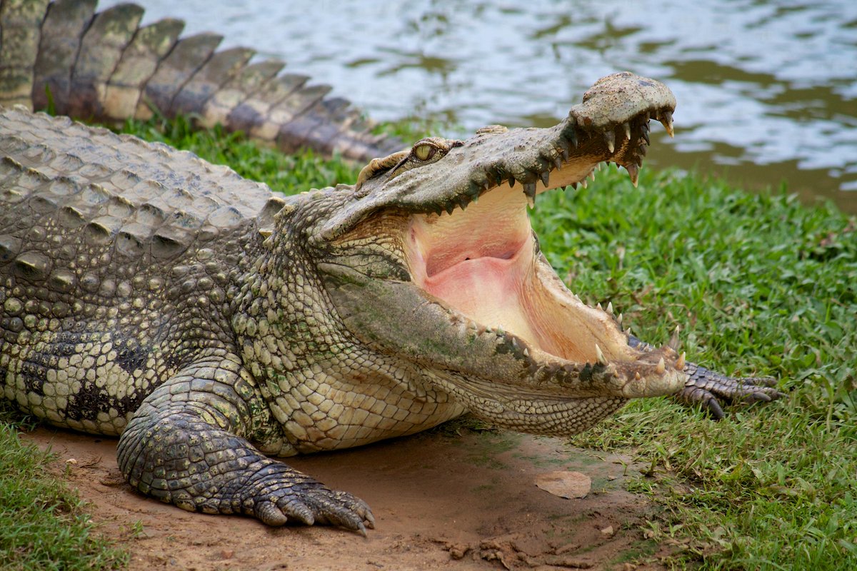 imperialcollege's tweet image. #impcol to help expand crocodile attack database to better understand human-crocodile conflict bit.ly/11ugXr4