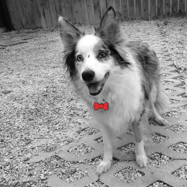 Aurora @EasternHerdingDogRescue is true to her breed-she loves chasing frisbees! goo.gl/clxGnp