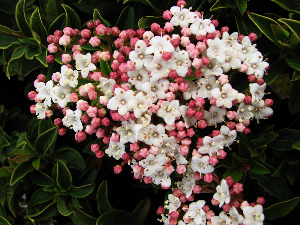 Début de floraison pour le laurier-tin du #jardin et elle va durer tout l'hiver!