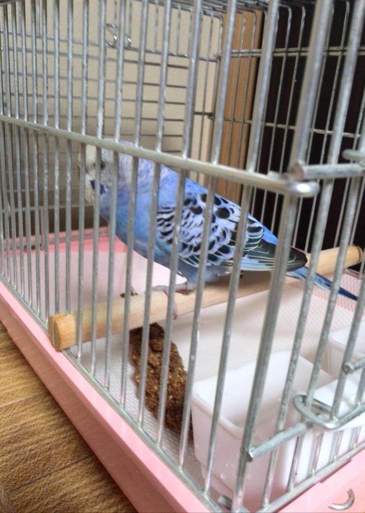 syachi2's tweet photo. 【セキセインコ保護拡散希望】埼玉県○１１／２３志木市
身体・青黒斑あり・頭・白♀@suzuka19721 さんご協力保護宅
お心当たりの方、いらっしゃいませんか？お問い合せは@syachi2迄 #maigo  #inko http://t.co/jVgvxjA8Dx