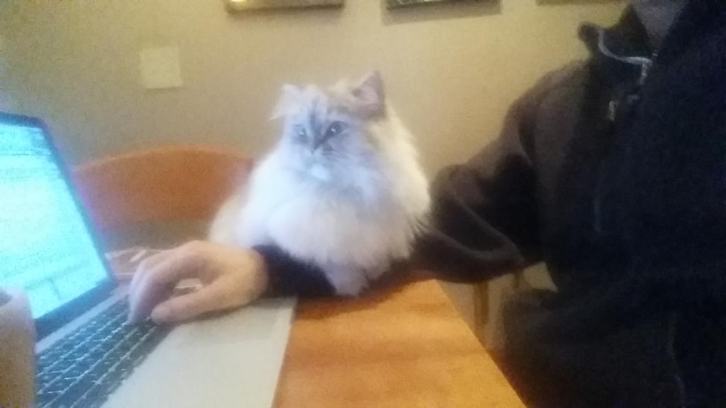 thetolga's tweet image. #pairprograming #catpics #lattethecat
