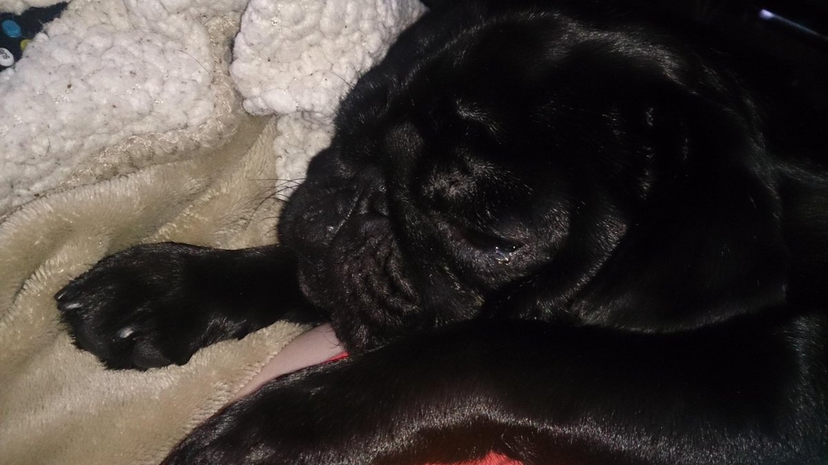 LouieThePug's tweet photo. Nap before my walk #sleepyhead #puglife http://t.co/4gitkd1pTH