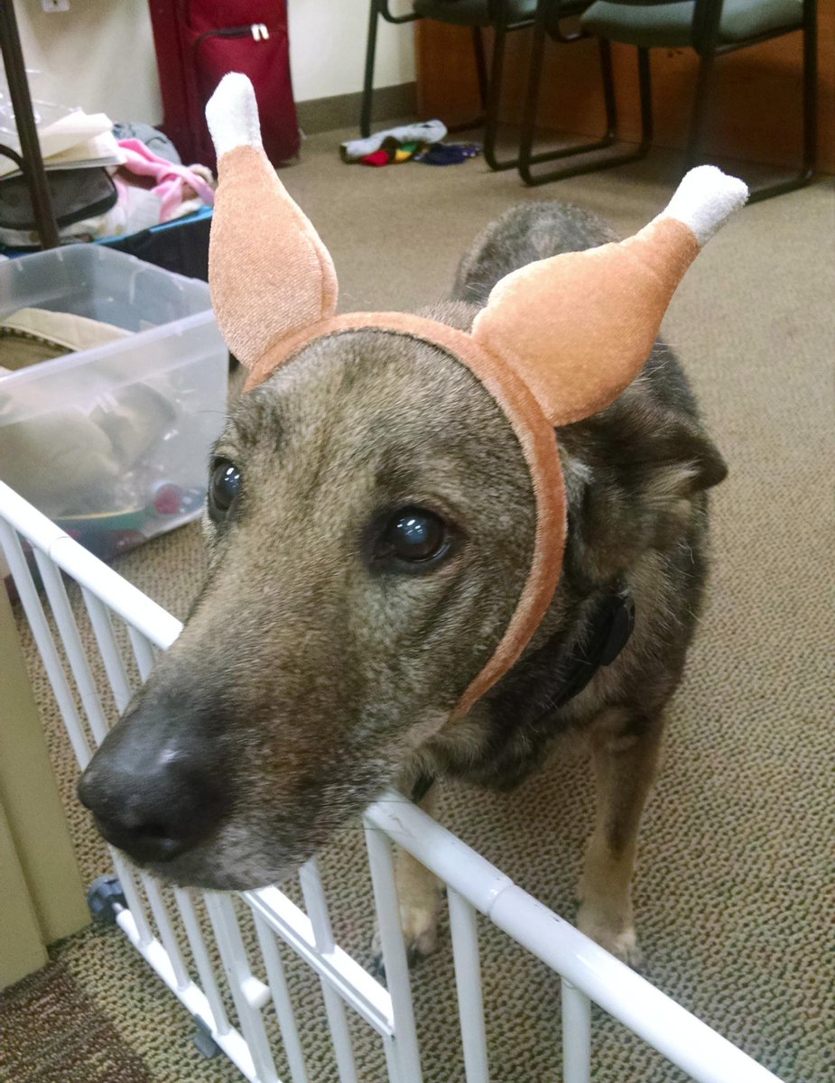 Happy #Thanksgiving from all of us at EPI and #Draventheofficedog. #dogs