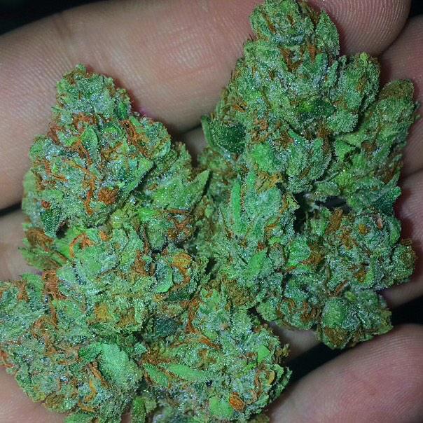 dailyloudpack's tweet image. Smoking On Killer For The Daily Loud Pack🔥🔥 (Blue Cheese Haze)