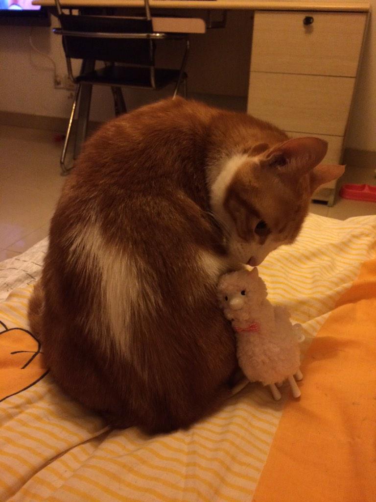 Giopee's tweet photo. 漂亮阿姨送的粉羊羊 已经咬的都是口水😂 http://t.co/BEdJe6svPF