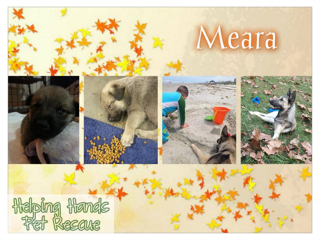 HHRescue's tweet photo. #grateful for adopters that see #differabilities instead of disabilities. See Meara's story on our Facebook page. http://t.co/HWIVoBE8JD