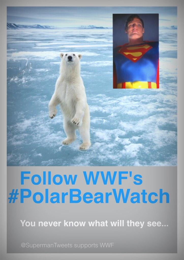 WWF's tweet photo. Thanks! "@SupermanTweets: Another good reason to follow @WWF 's broadcasting polar bears... 

#PolarBearWatch #WWF http://t.co/dkm9VMGnl9"