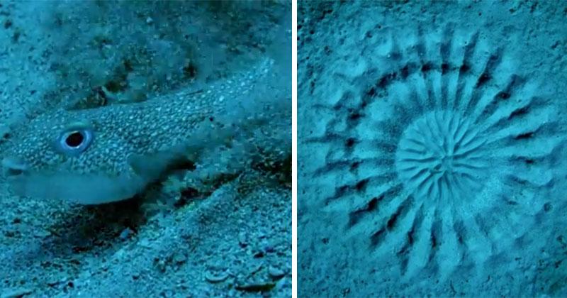 Tiny Pufferfish Spends a Week Creating Art on the Ocean Floor to Attract a Mate twistedsifter.com/videos/pufferf…