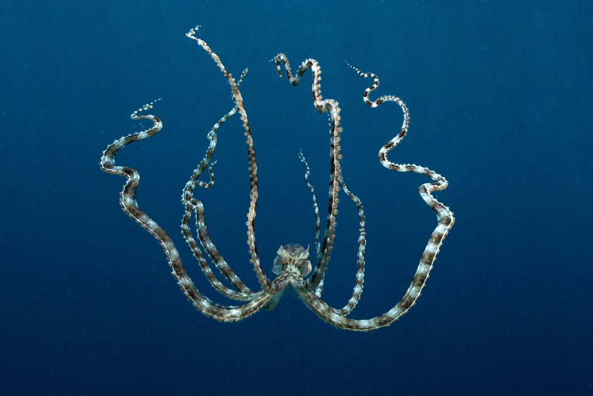 sofiabiologista's tweet photo. Mimic octopus (Thaumoctopus mimicus) changes its color, shape and movements to look like other sea animals. http://t.co/RiMlYoFCzl