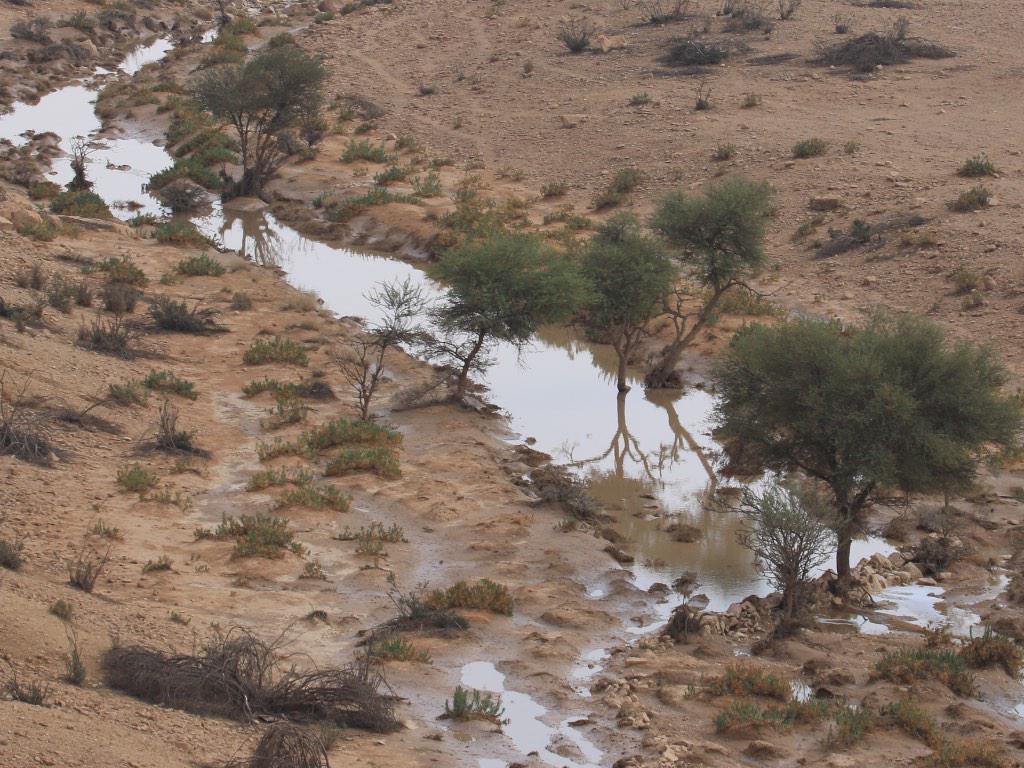 من عدستي : القرينة