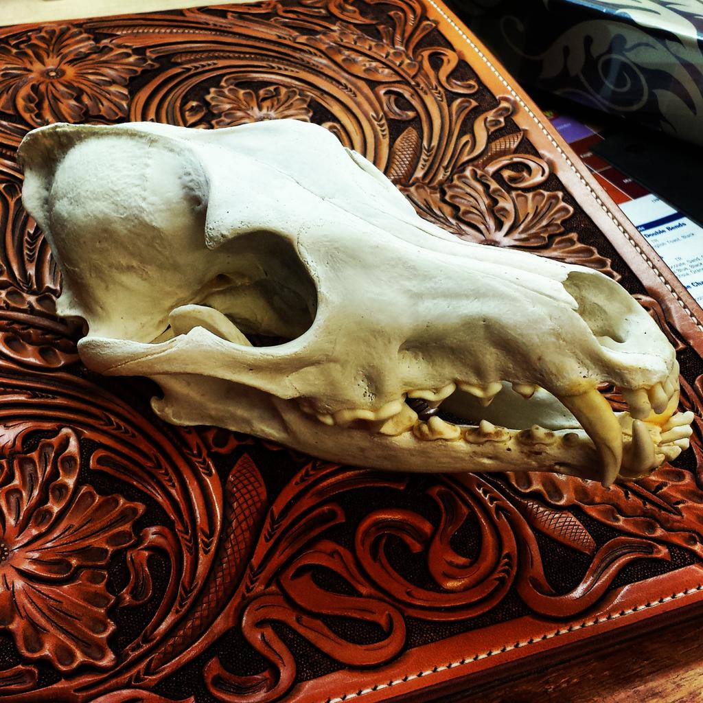 tannerbates27's tweet photo. My beast is back. Monster coyote! http://t.co/uKzdF9TCBp