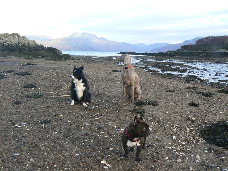 Having a break at the cottage. Beautiful weather - painting in the Pod. Dogs loving :go-selfcatering.co.uk/cruardcottages….