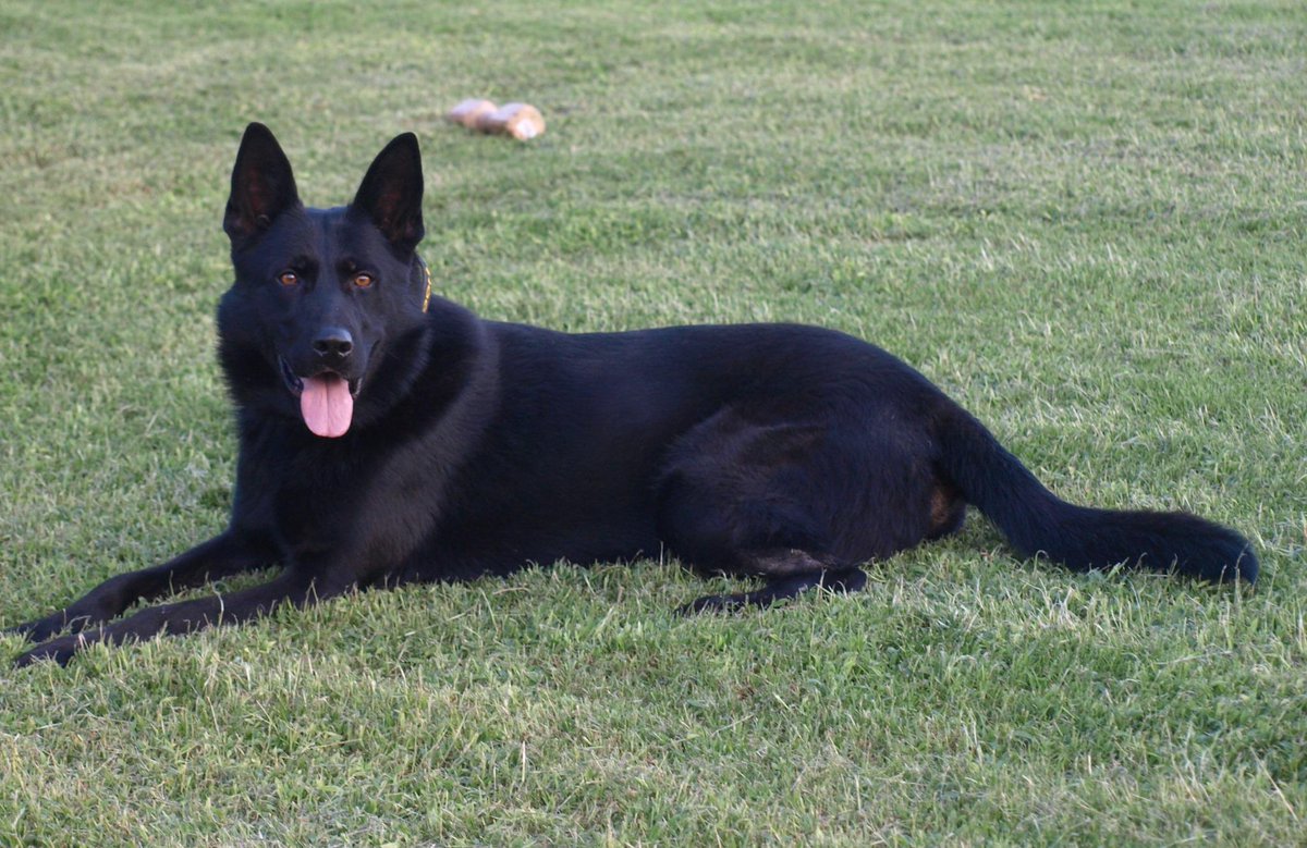 urancansevilla's tweet photo. @psicologcanino @GermanSheperdss @pastoraleman_es Preciosidad de perros, si ves mi foto, entenderás pq lo digo http://t.co/lNkwJBDkSb