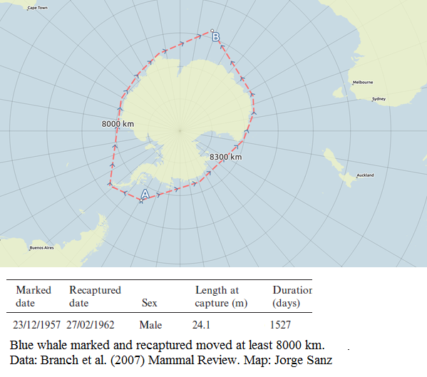 8000 Kilometers On A Map تويتر \ Trevor Branch على تويتر: "New Gorgeous Map Of Longest Point-To-Point Distance A Blue Whale Has Traveled: >8000 Km, By @Xurxosanz Http://T.co/5Nkfclar3X" 8000 Kilometers On A Map تويتر \ Trevor Branch على تويتر: "New Gorgeous Map Of Longest Point-To-Point Distance A Blue Whale Has Traveled: >8000 Km, By @Xurxosanz Http://T.co/5Nkfclar3X"