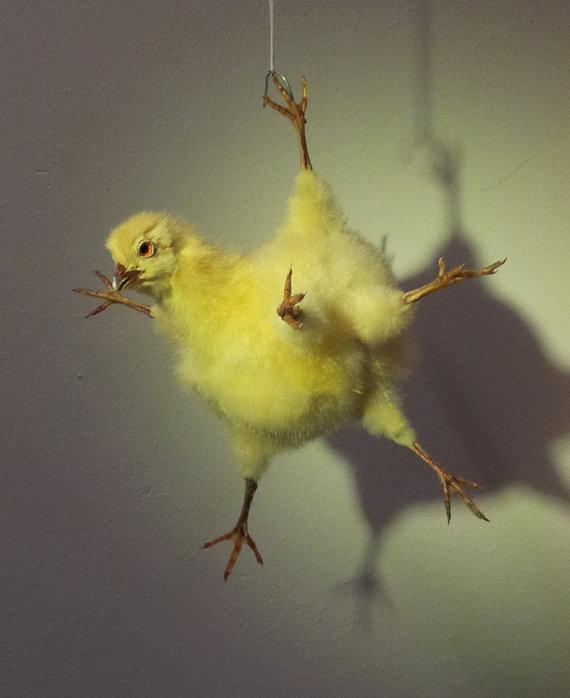 CaspersCreature's tweet image. Tired of Christmas glitter balls? Chicken ball ornament to the rescue! etsy.com/listing/212836… #taxidermy