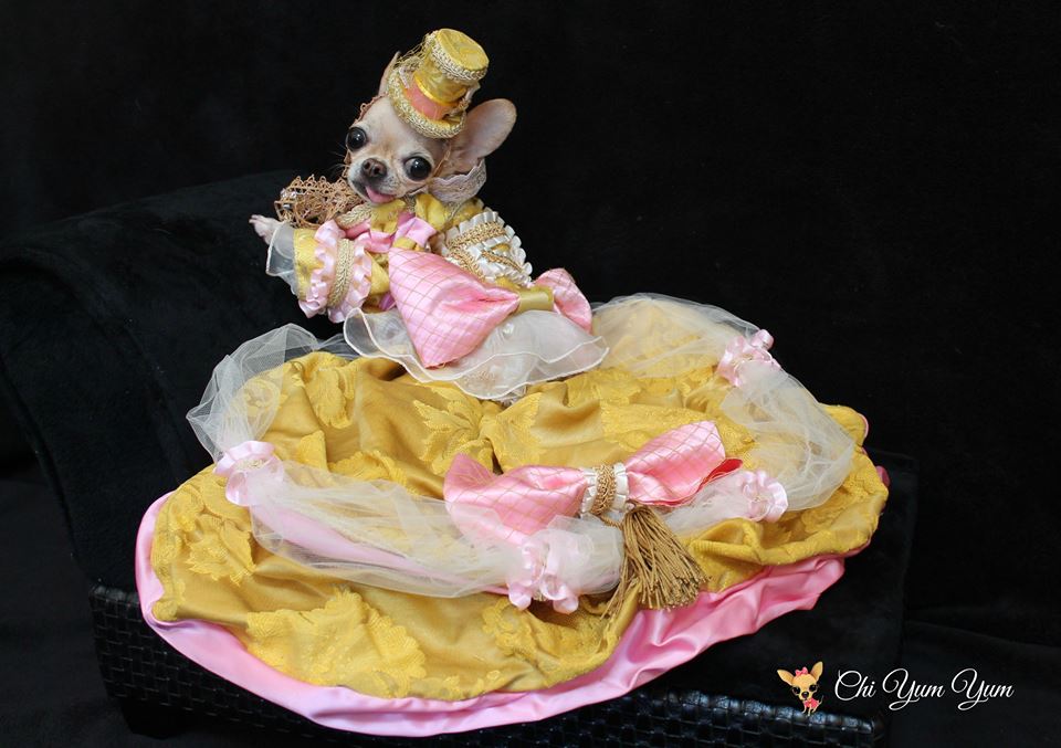 <a href="/Hobo_Cwab/">Hobo Cwab Canine</a> @officialcjdt  Hobo Cwab Canine Couture from fashion runways to the Oscars 2015 - luxury pet unparalleled.