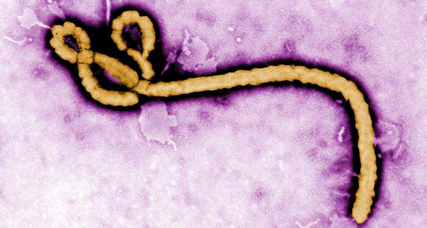 ScienceNews's tweet photo. An experimental Ebola vaccine has tested well in people, with no major side effects: http://t.co/fCDhxWPr8l http://t.co/afvaeydc8z