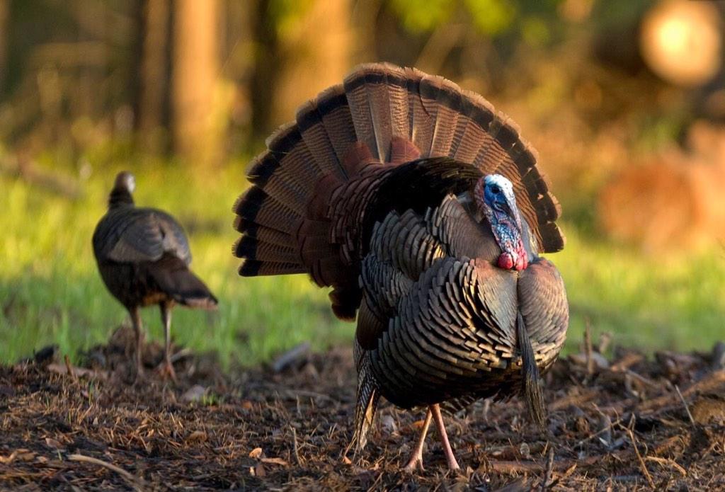 Here's a handsome pair of wild turkeys to celebrate #Thanksgiving! Photo at Eufala NWR by Michael Padgett #Alabama 