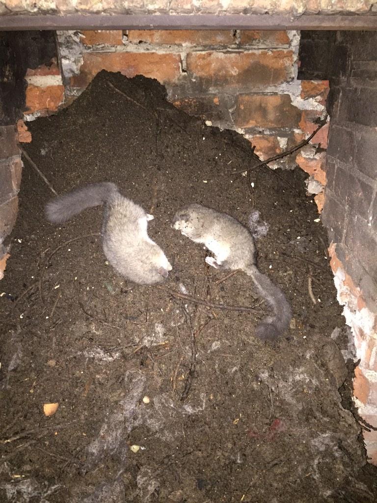 KLSStoves's tweet image. Blocked chimney today = 9 trugs of nest and 2x hibernating glis glis...
Job done!!