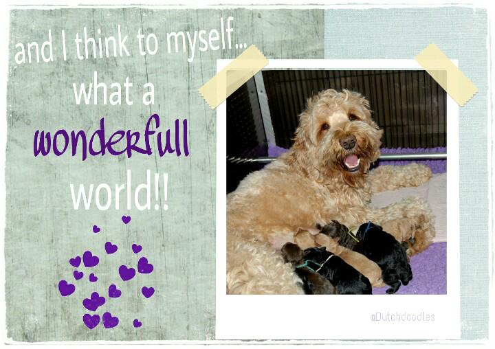 BoekBedoodled's tweet photo. Trots op de geboorte van ons nieuwe maatje!! ♡♡ #bedoodled #labradoodle http://t.co/BBdBzaGYj8