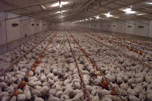 Fauna Animal Rights On Twitter Kfc Uki Azalcrow Kfc Barn