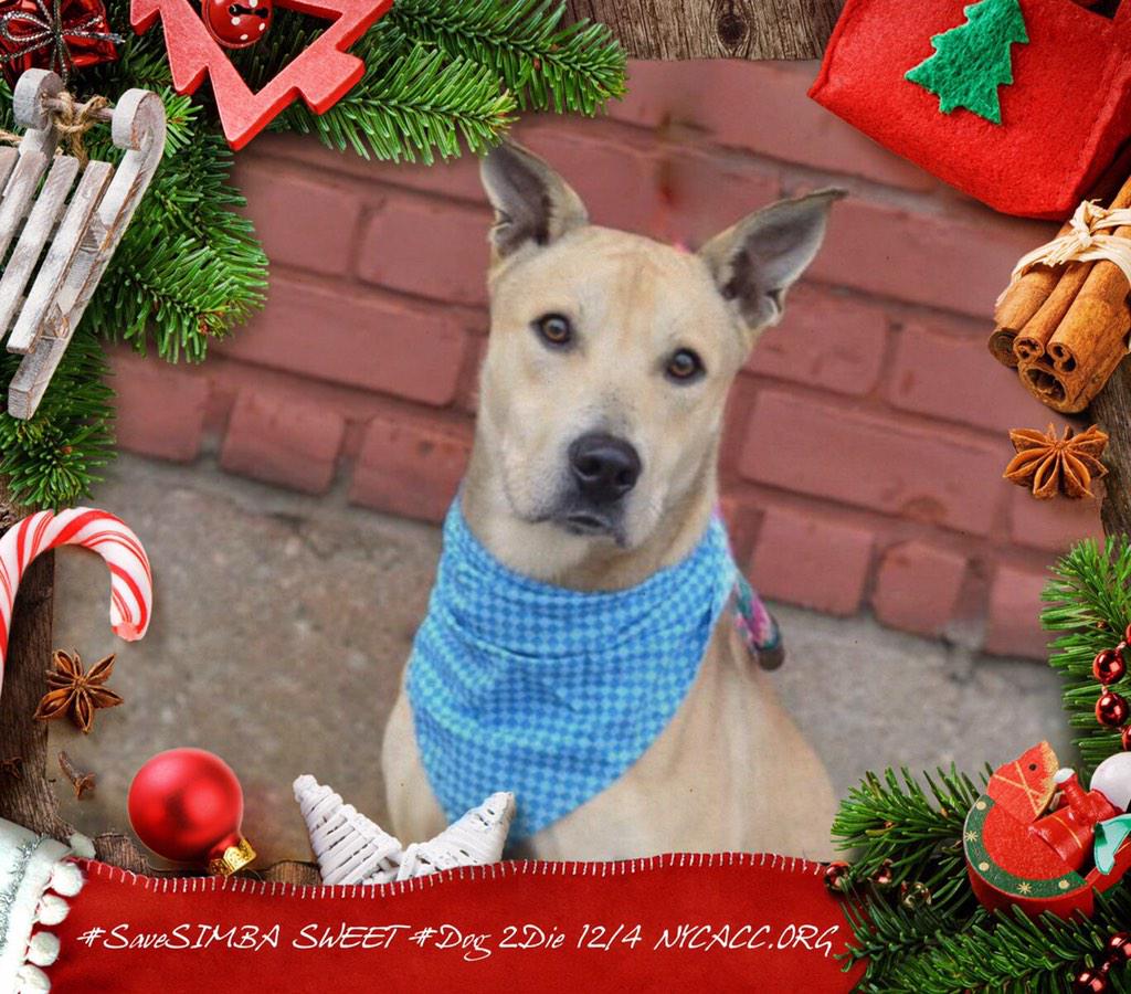 existenciala's tweet image. “@UrgentPart2: #SaveSIMBA 1YR #Dog 2Die 12/4 @NYCACC #Hero 2 #Adopt Online #Foster 4 #Rescue
facebook.com/Urgentdeathrow…