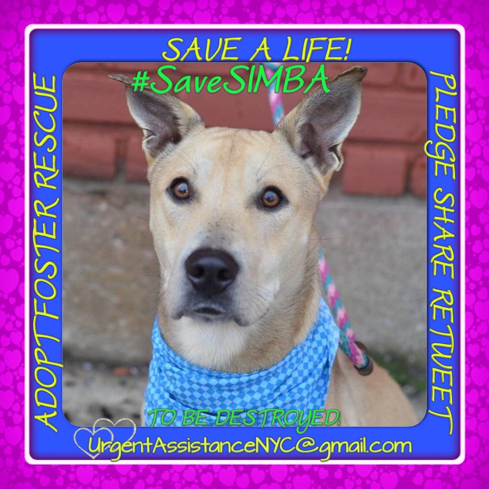 existenciala's tweet image. “@UrgentPart2: #SaveSIMBA 1YR #Dog 2Die 12/4 @NYCACC #Hero 2 #Adopt Online #Foster 4 #Rescue
facebook.com/Urgentdeathrow…
