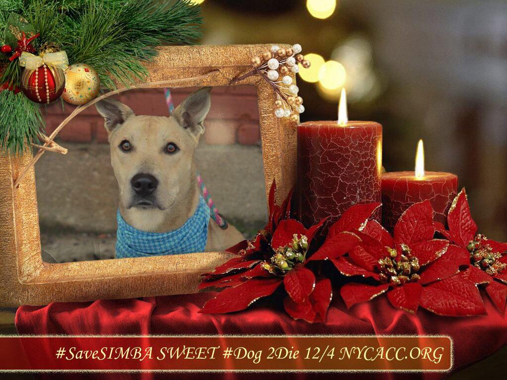 existenciala's tweet image. “@UrgentPart2: #SaveSIMBA 1YR #Dog 2Die 12/4 @NYCACC #Hero 2 #Adopt Online #Foster 4 #Rescue
facebook.com/Urgentdeathrow…