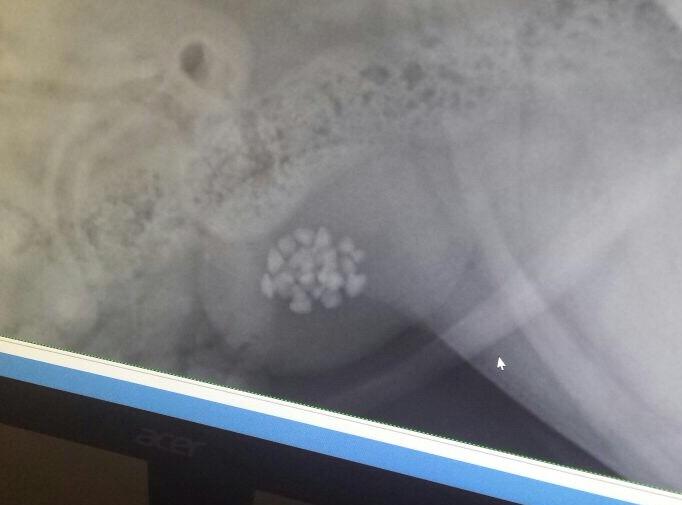 NikeThePuggle's tweet photo. Spendin the night at the animal hospital! Diagnosed with hypothyroidism, 20 stones &amp; an infection. Surgery went well! http://t.co/cRb1NojpX3